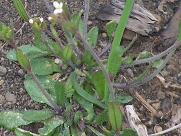 Ancora Arabidopsis thaliana?